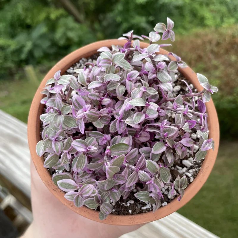 Callisia Repens Pink Lady Plant 6'' Pot Pink Tradescantia Indoor