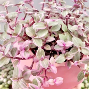 Callisia Repens Pink Lady Plant 6'' Pot Pink Tradescantia Indoor