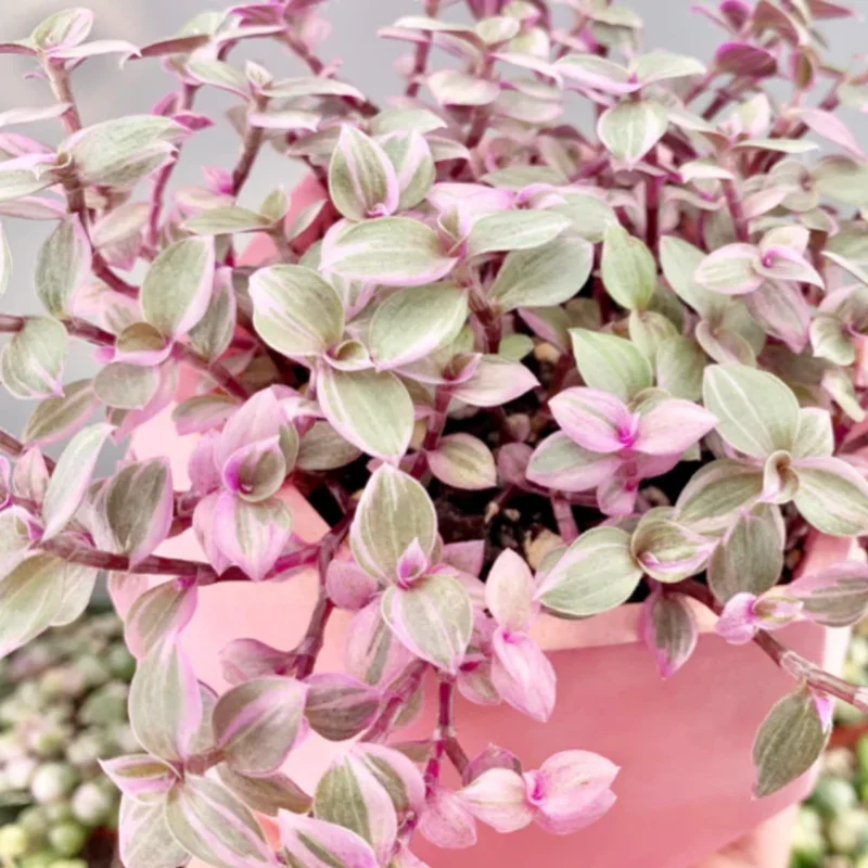 Callisia Repens Pink Lady Plant 6'' Pot Pink Tradescantia Indoor