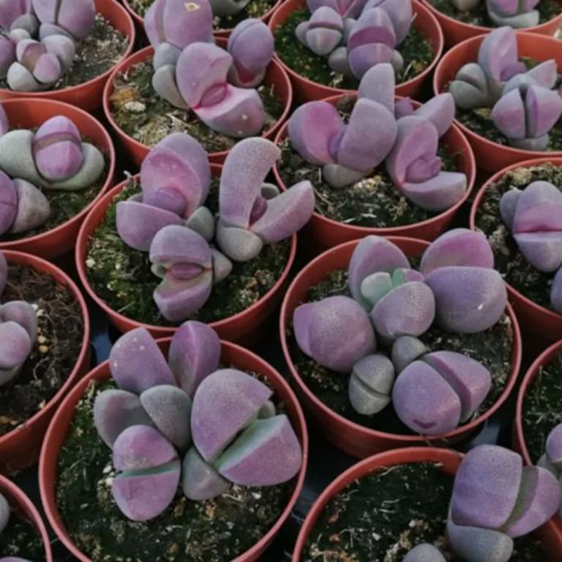 Royal Flush Succulent Purple Lithop - 3 Inch Pot - Rare Find