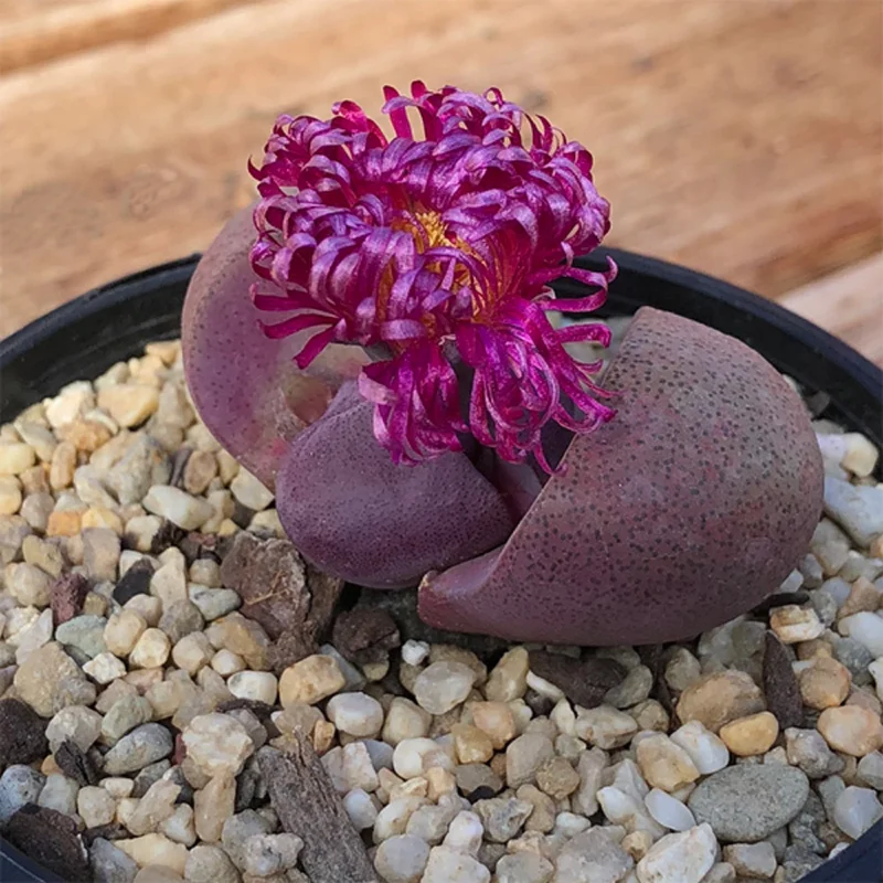 Royal Flush Succulent Purple Lithop - 3 Inch Pot - Rare Find