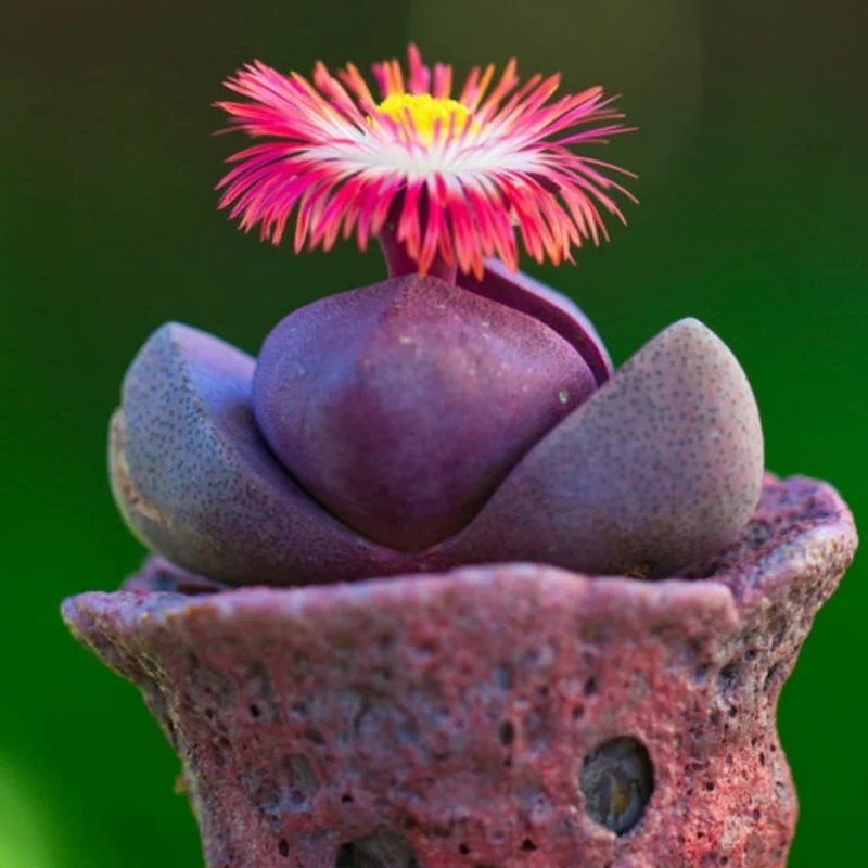 Royal Flush Succulent Purple Lithop - 3 Inch Pot - Rare Find