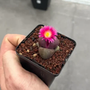 Royal Flush Succulent Purple Lithop - 3 Inch Pot - Rare Find