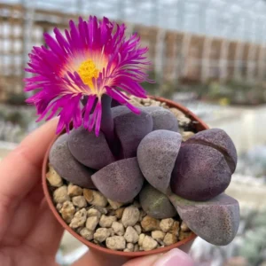 Royal Purple Lithop Plant 3'' Pot - Rare Living Stone Succulent