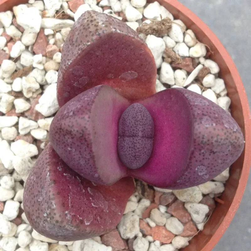 Royal Purple Lithop Plant 3'' Pot - Rare Living Stone Succulent