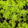 Yellow Stonecrop Sedum Succulent - 4 Inch Pot - Drought Tolerant Ground Cover