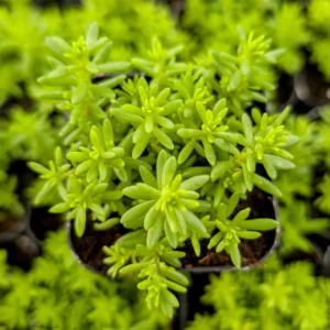 Yellow Stonecrop Sedum Succulent - 4 Inch Pot - Drought Tolerant Ground Cover