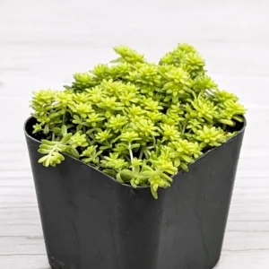Yellow Stonecrop Sedum Succulent - 4 Inch Pot - Drought Tolerant Ground Cover