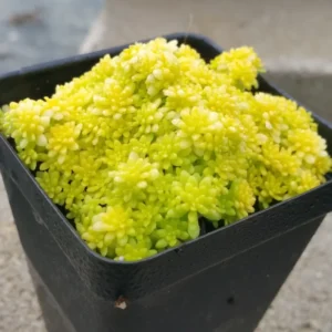 Yellow Stonecrop Sedum Succulent - 4 Inch Pot - Drought Tolerant Ground Cover