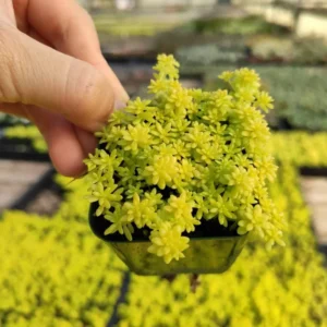 Yellow Stonecrop Sedum Succulent - 4 Inch Pot - Drought Tolerant Ground Cover