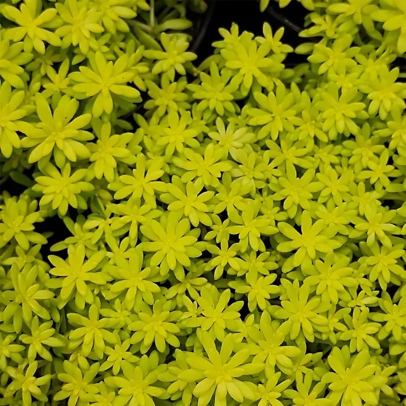 Yellow Stonecrop Sedum Succulent 4'' Pot - Drought Tolerant Ground Cover