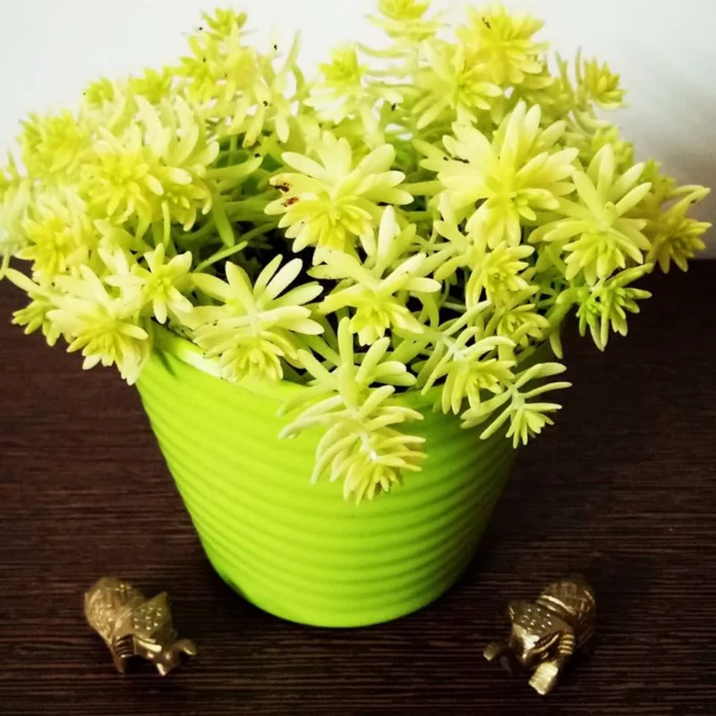 Yellow Stonecrop Sedum Succulent 4'' Pot - Drought Tolerant Ground Cover