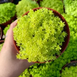 Yellow Stonecrop Sedum Succulent 4'' Pot - Drought Tolerant Ground Cover