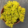 Yellow Stonecrop Sedum Succulent 4'' Pot - Drought Tolerant Ground Cover