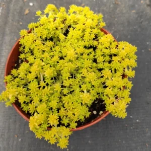 Yellow Stonecrop Sedum Succulent 4'' Pot - Drought Tolerant Ground Cover