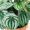 Peperomia Watermelon Plant Live Potted Plant 4 inch Decorative Houseplant