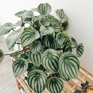 Peperomia Watermelon Plant Live Potted Plant 4 inch Decorative Houseplant
