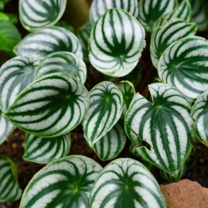 Peperomia Watermelon Plant Live Potted Plant 4 inch Decorative Houseplant