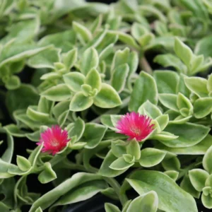 Variegated Baby Sun Rose Plant 2 Inch Pot - Colorful Succulent Groundcover