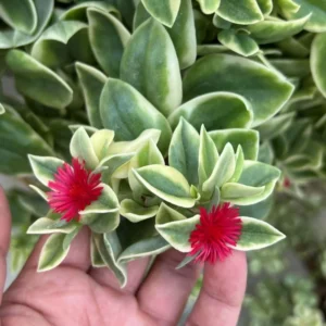 Variegated Baby Sun Rose Plant 2 Inch Pot - Colorful Succulent Groundcover