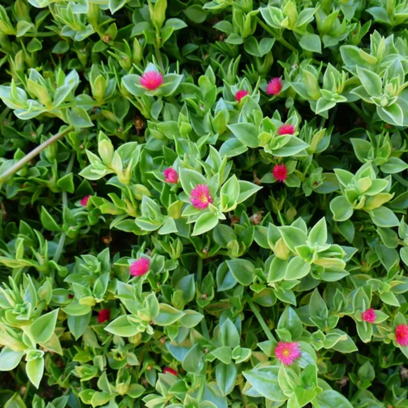 Variegated Baby Sun Rose Plant 2 Inch Pot - Colorful Succulent Groundcover