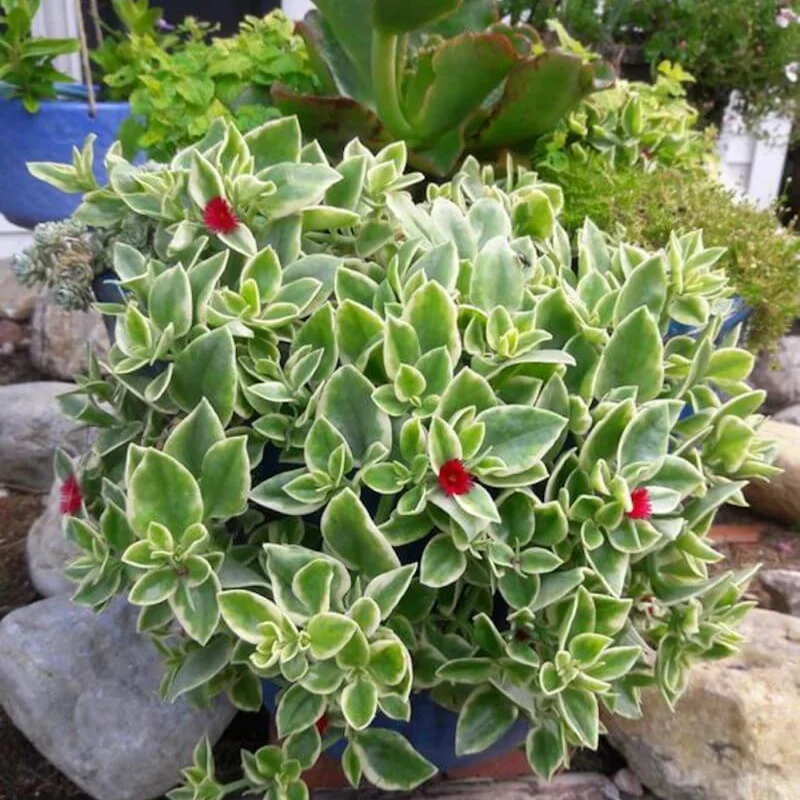 Variegated Baby Sun Rose Plant 2 Inch Pot - Colorful Succulent Groundcover
