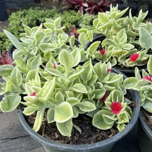 Variegated Baby Sun Rose Plant 2 Inch Pot Colorful Succulent