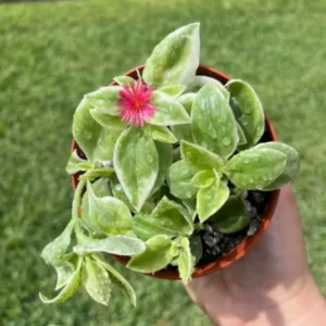 Variegated Baby Sun Rose Plant 2 Inch Pot Colorful Succulent