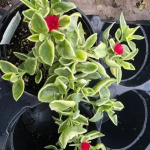 Variegated Baby Sun Rose Plant 2 Inch Pot Colorful Succulent