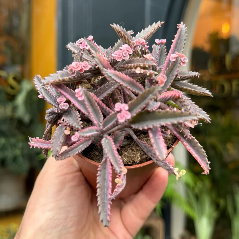 Kalanchoe Pink Butterflies Plant - 2in Pot - Unique Succulent