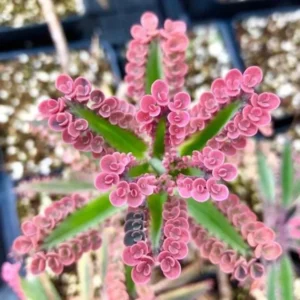 Kalanchoe Pink Butterflies Plant - 2in Pot - Unique Succulent