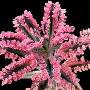 Kalanchoe Pink Butterflies Plant - 2in Pot - Unique Succulent