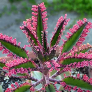 Kalanchoe Pink Butterflies Plant - 2in Pot - Unique Succulent