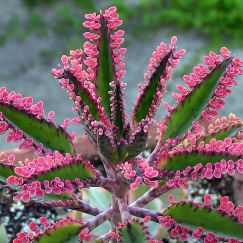 Kalanchoe Pink Butterflies Plant - 2in Pot - Unique Succulent
