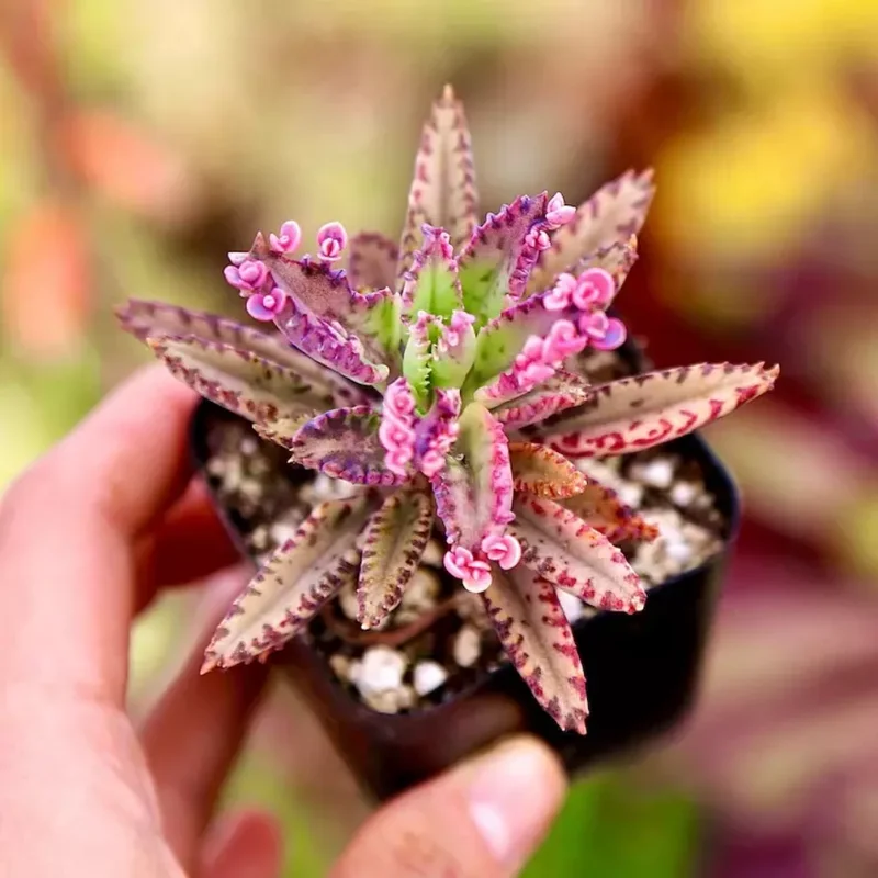 Kalanchoe Pink Butterflies Plant - 2 Inch Pot - Unique Succulent