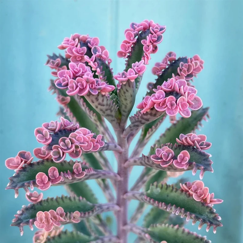 Kalanchoe Pink Butterflies Plant - 2 Inch Pot - Unique Succulent