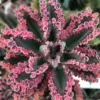 Kalanchoe Pink Butterflies Plant - 2 Inch Pot - Unique Succulent