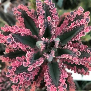 Kalanchoe Pink Butterflies Plant - 2 Inch Pot - Unique Succulent