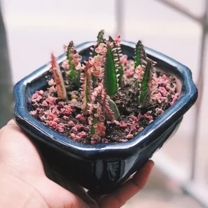 Kalanchoe Pink Butterflies Plant - 2 Inch Pot - Unique Succulent