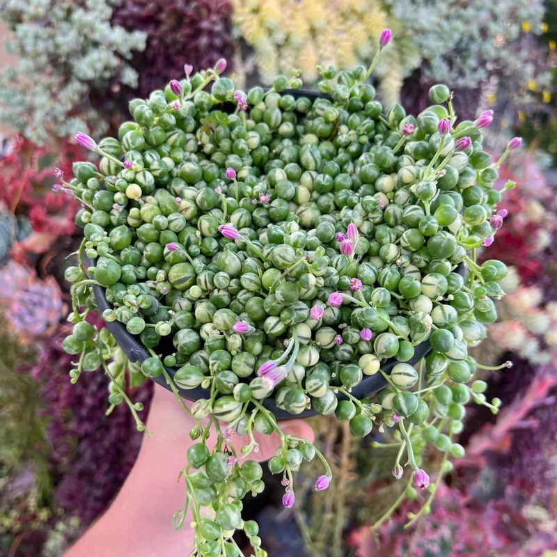 Variegated String of Pearls Plant - 2 Inch Pot, Unique Trailing Succulent