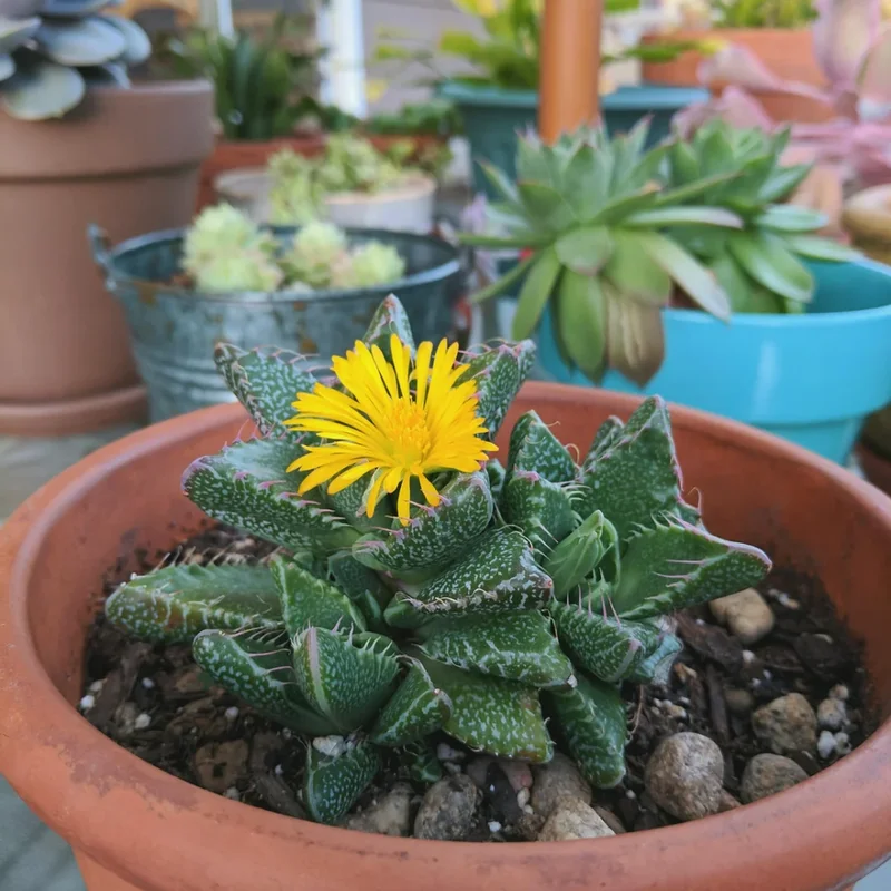 Variegated String of Pearls Plant - 2 Inch Pot, Unique Trailing Succulent