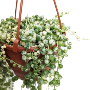 Variegated String of Pearls Plant - 2 Inch Pot, Unique Trailing Succulent