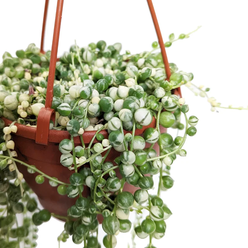 Variegated String of Pearls Plant - 2 Inch Pot, Unique Trailing Succulent