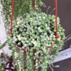 Variegated String of Pearls Plant 4'' Pot - Trailing Succulent