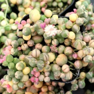 Variegated String of Pearls Plant - 6 Inch Pot - Trailing Succulent