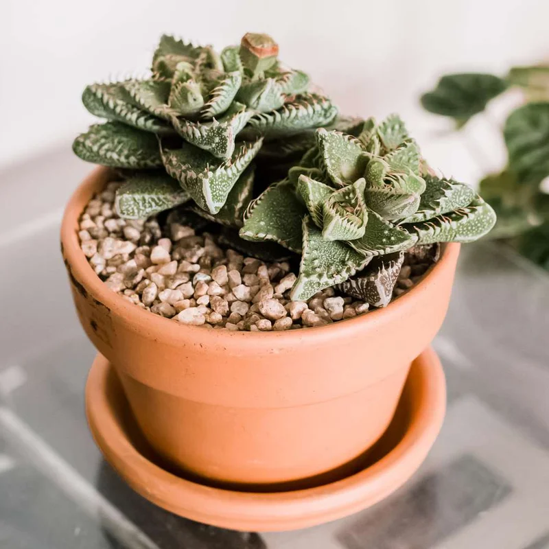 Tiger Jaw Faucaria Tigrina Succulent - 2in Pot - Unique Home Decor