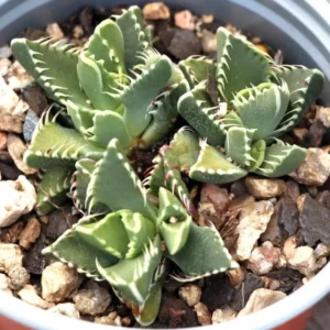 Tiger Jaw Faucaria Tigrina Succulent - 2in Pot - Unique Home Decor