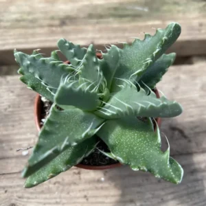 Tiger Jaw Faucaria Tigrina Succulent - 2in Pot - Unique Home Decor