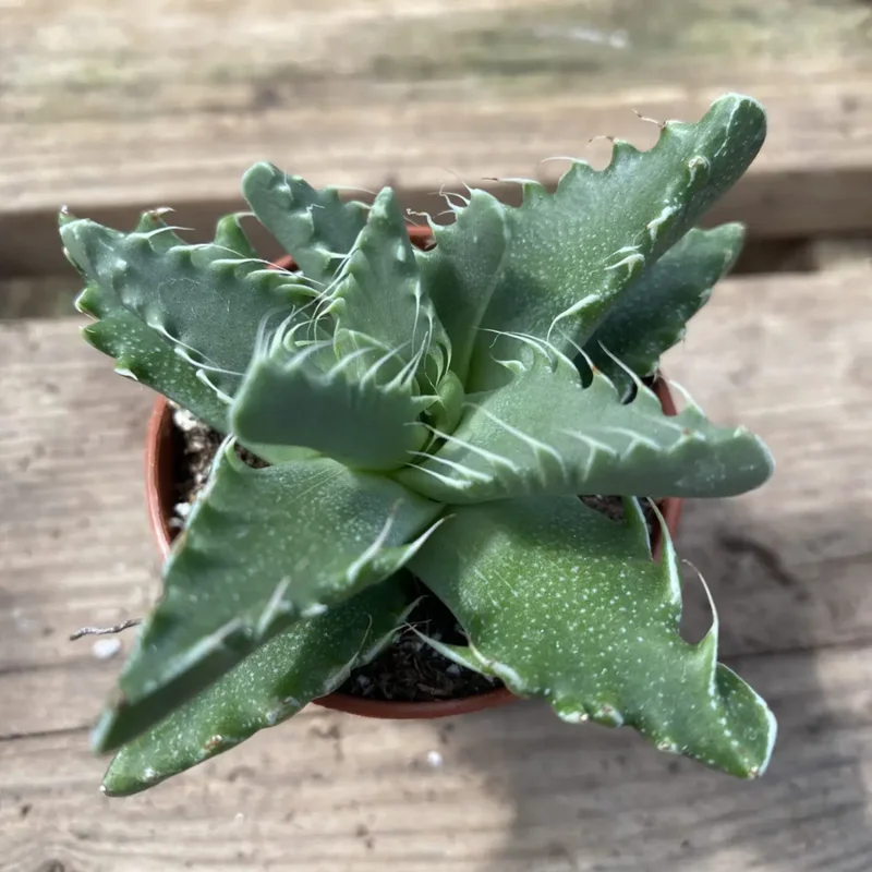 Tiger Jaw Faucaria Tigrina Succulent - 2in Pot - Unique Home Decor