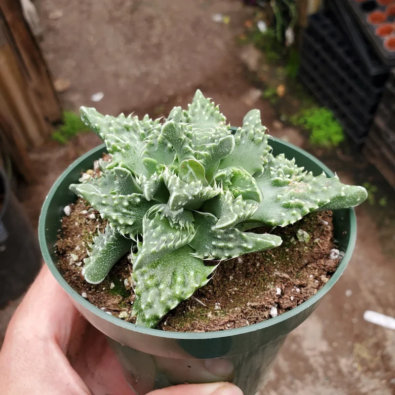 Tiger Jaw Faucaria Tigrina Succulent - 2in Pot - Unique Home Decor